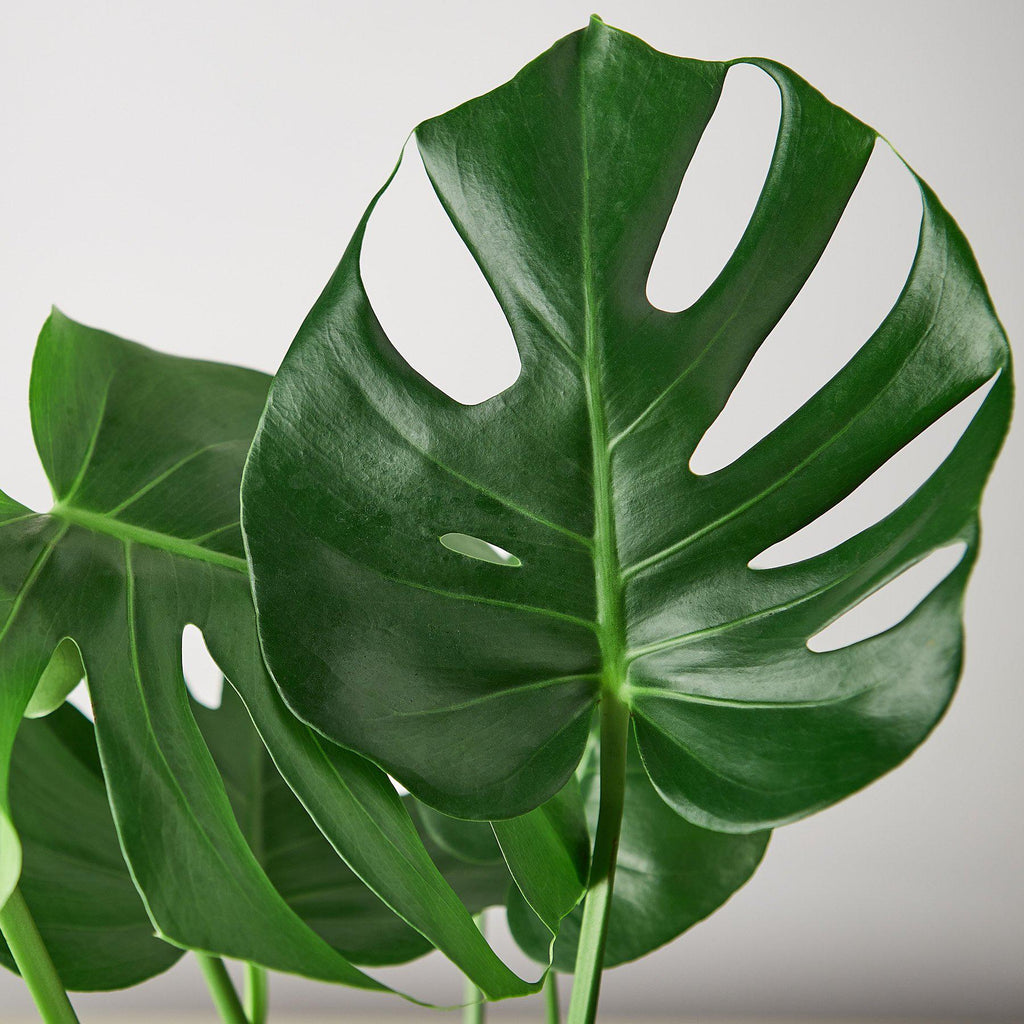 Monstera Deliciosa — Split-Leaf Houseplant live plant