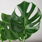 Monstera Deliciosa — Split-Leaf Houseplant live plant