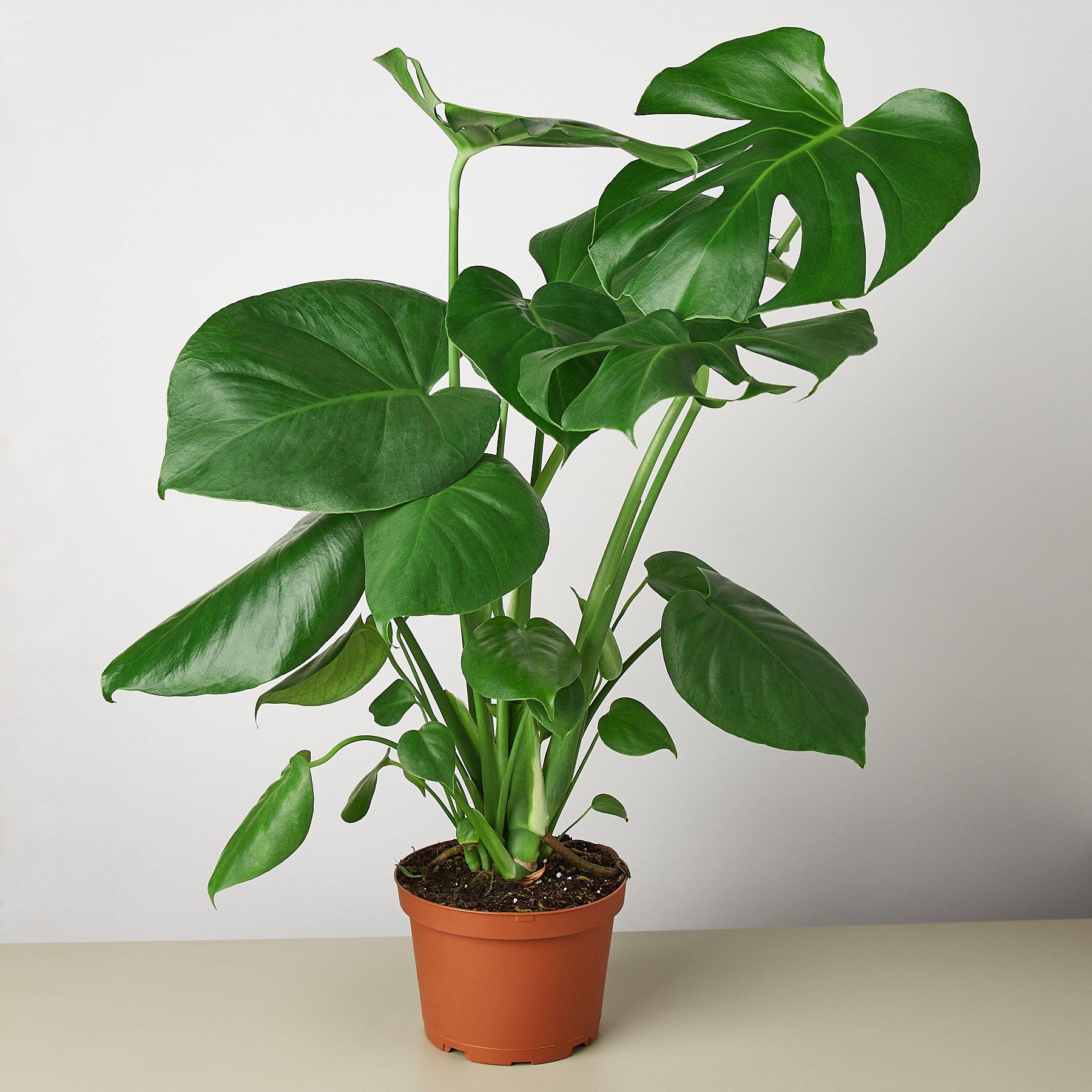 Monstera Deliciosa — Split-Leaf Houseplant live plant