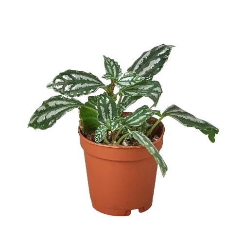 Aluminum Plant — Pilea Cadierei live plant