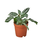 Aluminum Plant — Pilea Cadierei live plant