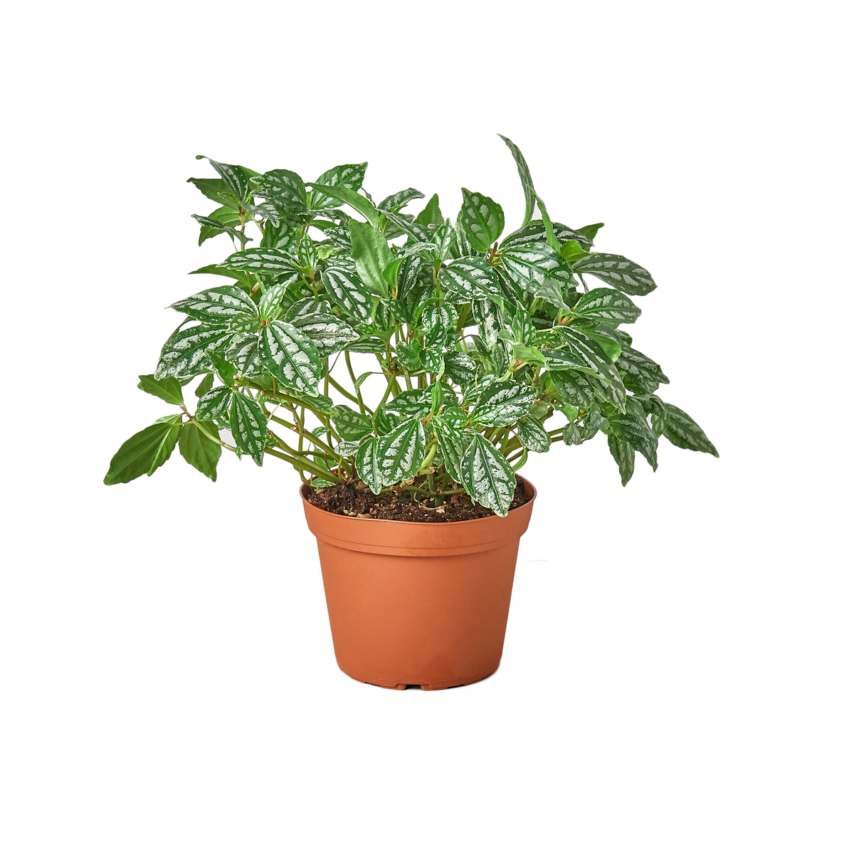 Pilea 'Aluminum' - 6" Pot - NURSERY POT ONLY