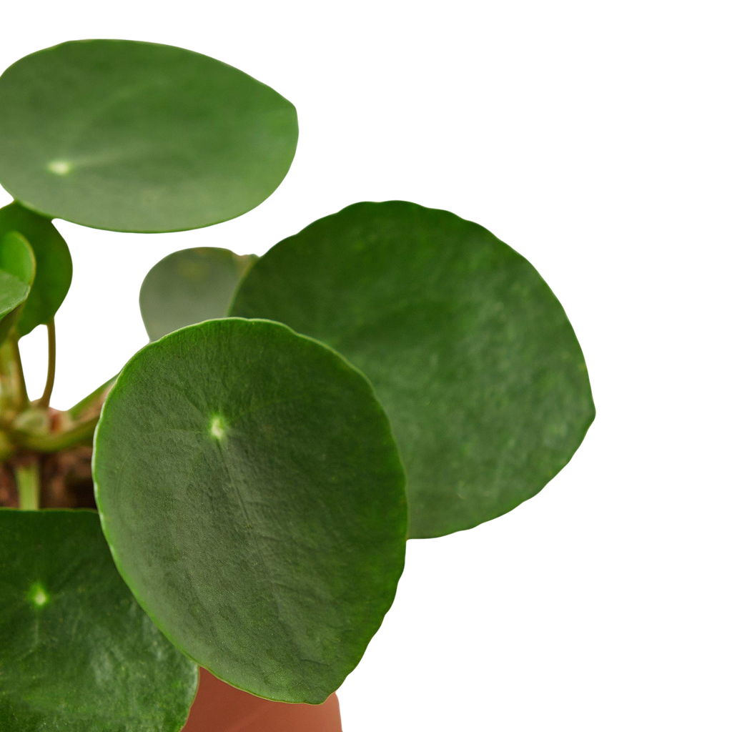 Chinese Money Plant — Pilea Peperomioides live plant