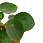 Chinese Money Plant — Pilea Peperomioides live plant