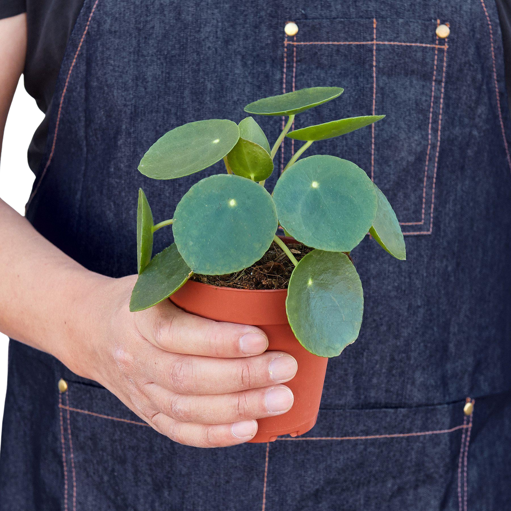 Chinese Money Plant — Pilea Peperomioides live plant