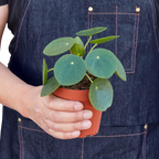 Chinese Money Plant — Pilea Peperomioides live plant