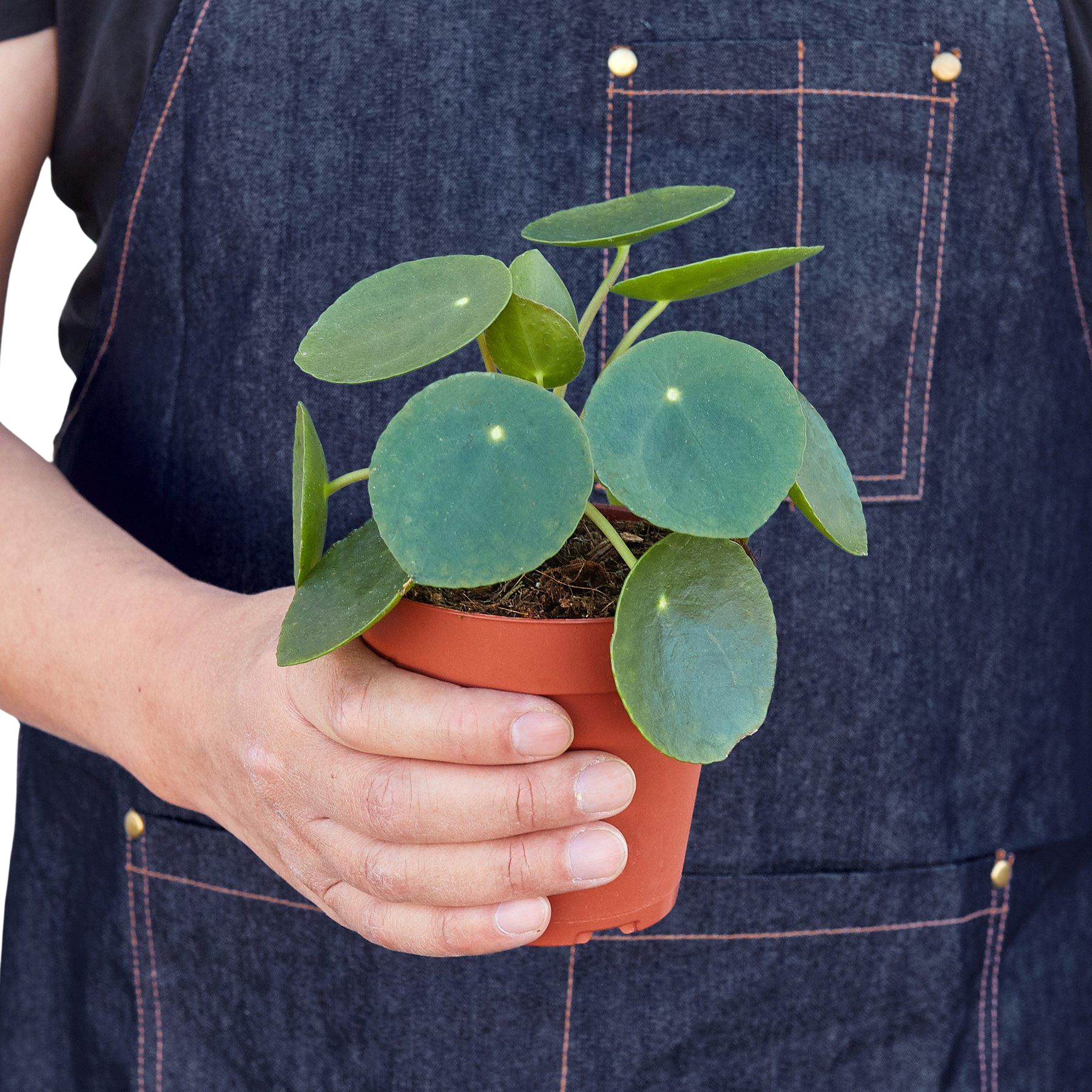 Chinese Money Plant — Pilea Peperomioides live plant