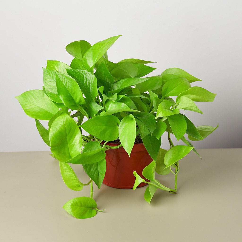 Neon Pothos — Bright Chartreuse Vine live plant