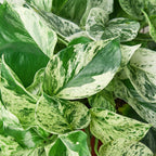 Marble Queen Pothos — Variegated Trailing Houseplant live plant