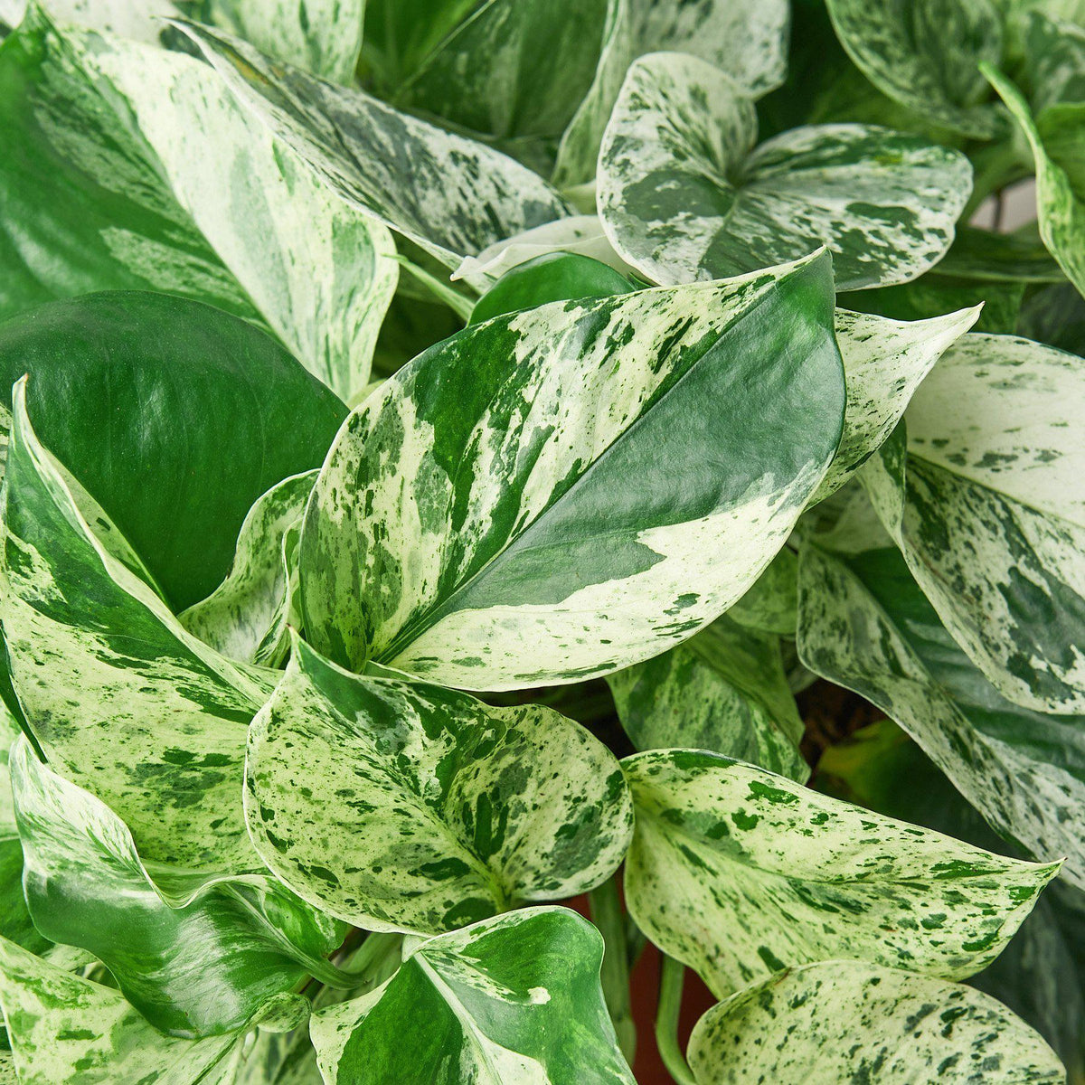 Marble Queen Pothos — Variegated Trailing Houseplant live plant