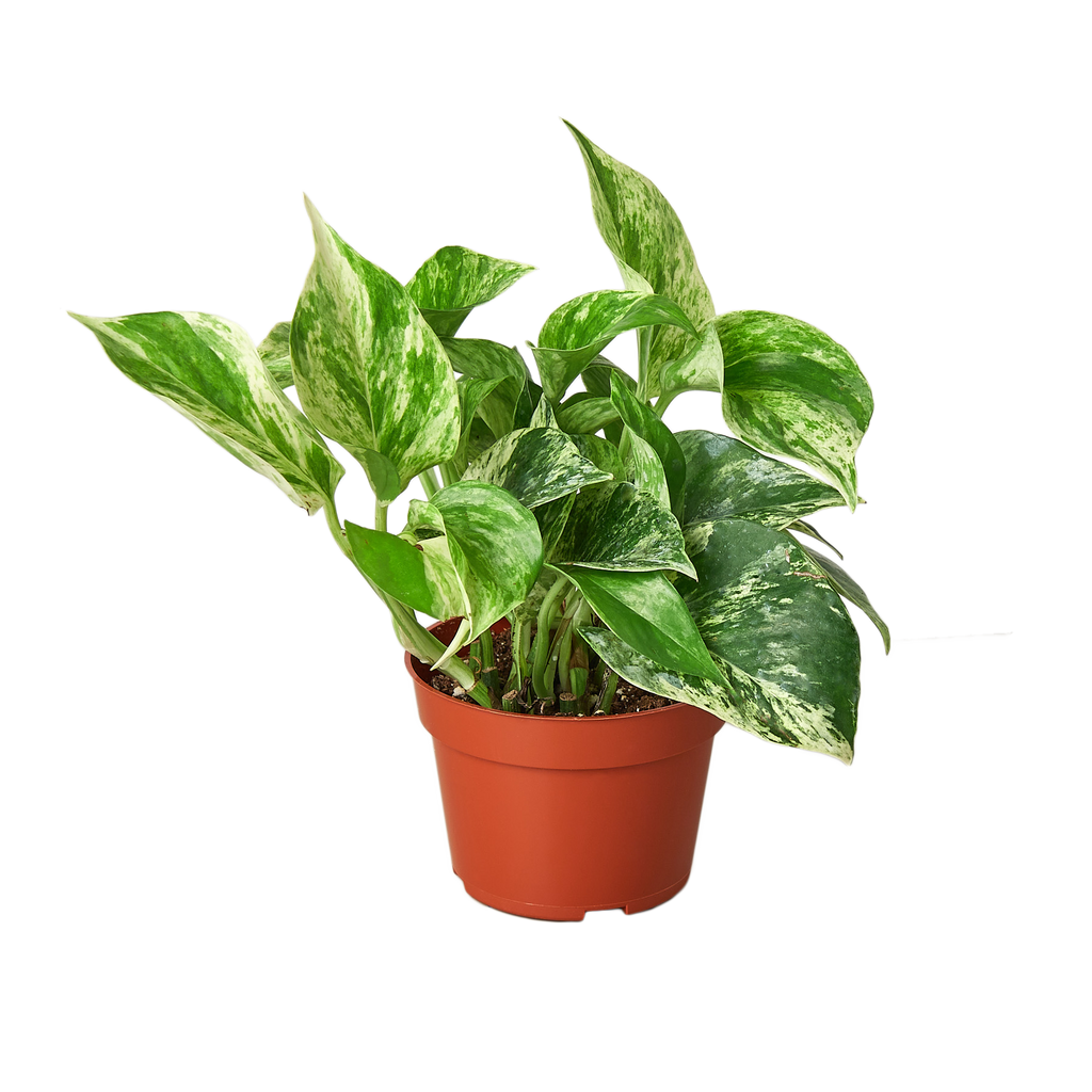 Marble Queen Pothos — Variegated Trailing Houseplant live plant