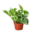 Marble Queen Pothos — Variegated Trailing Houseplant