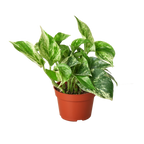Marble Queen Pothos — Variegated Trailing Houseplant live plant