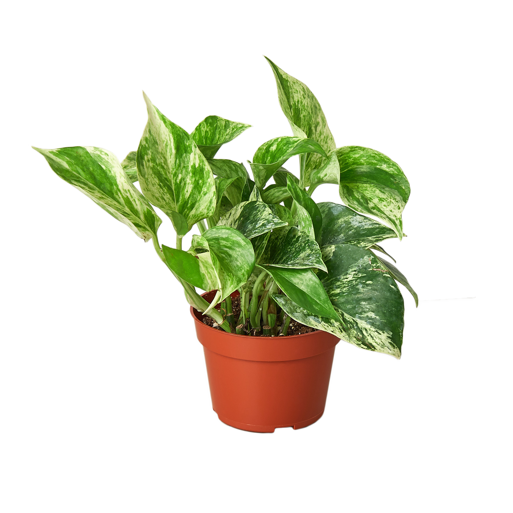 Marble Queen Pothos — Variegated Trailing Houseplant live plant