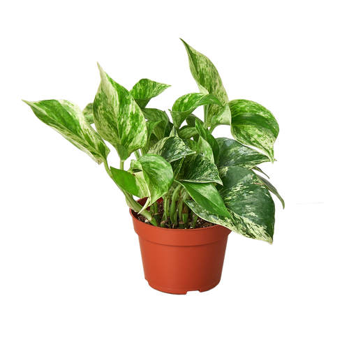 Marble Queen Pothos — Variegated Trailing Houseplant