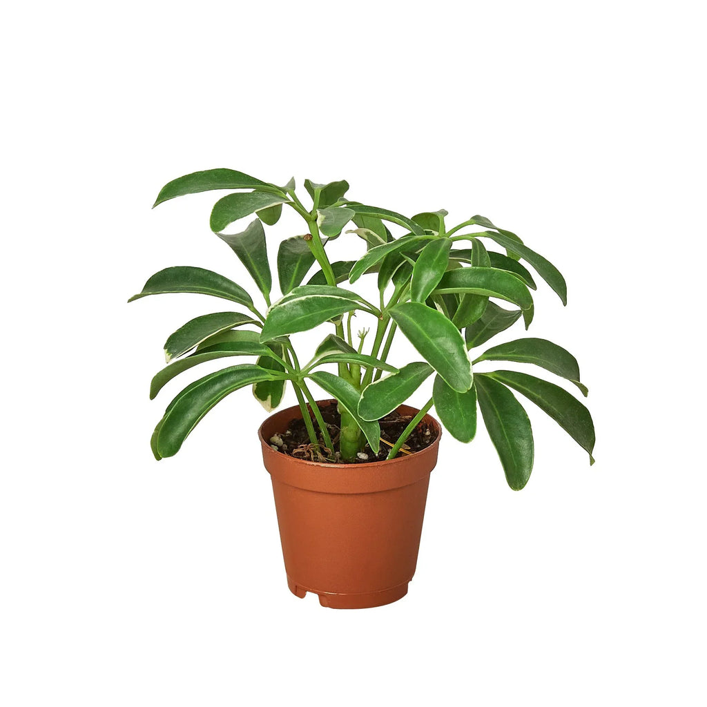 Dwarf Umbrella Tree — Schefflera Arboricola live plant