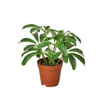 Dwarf Umbrella Tree — Schefflera Arboricola live plant