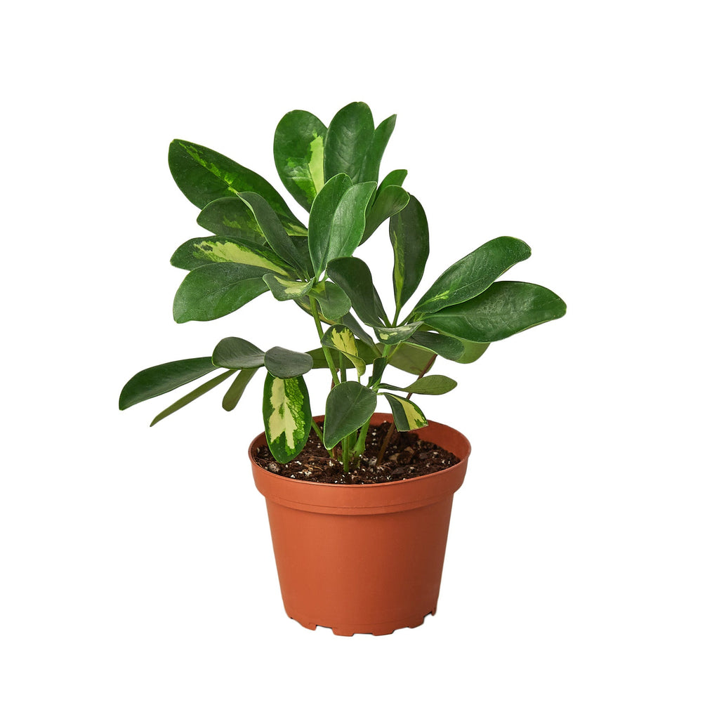 Variegated Umbrella Plant — Schefflera live plant