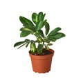 Variegated Umbrella Plant — Schefflera