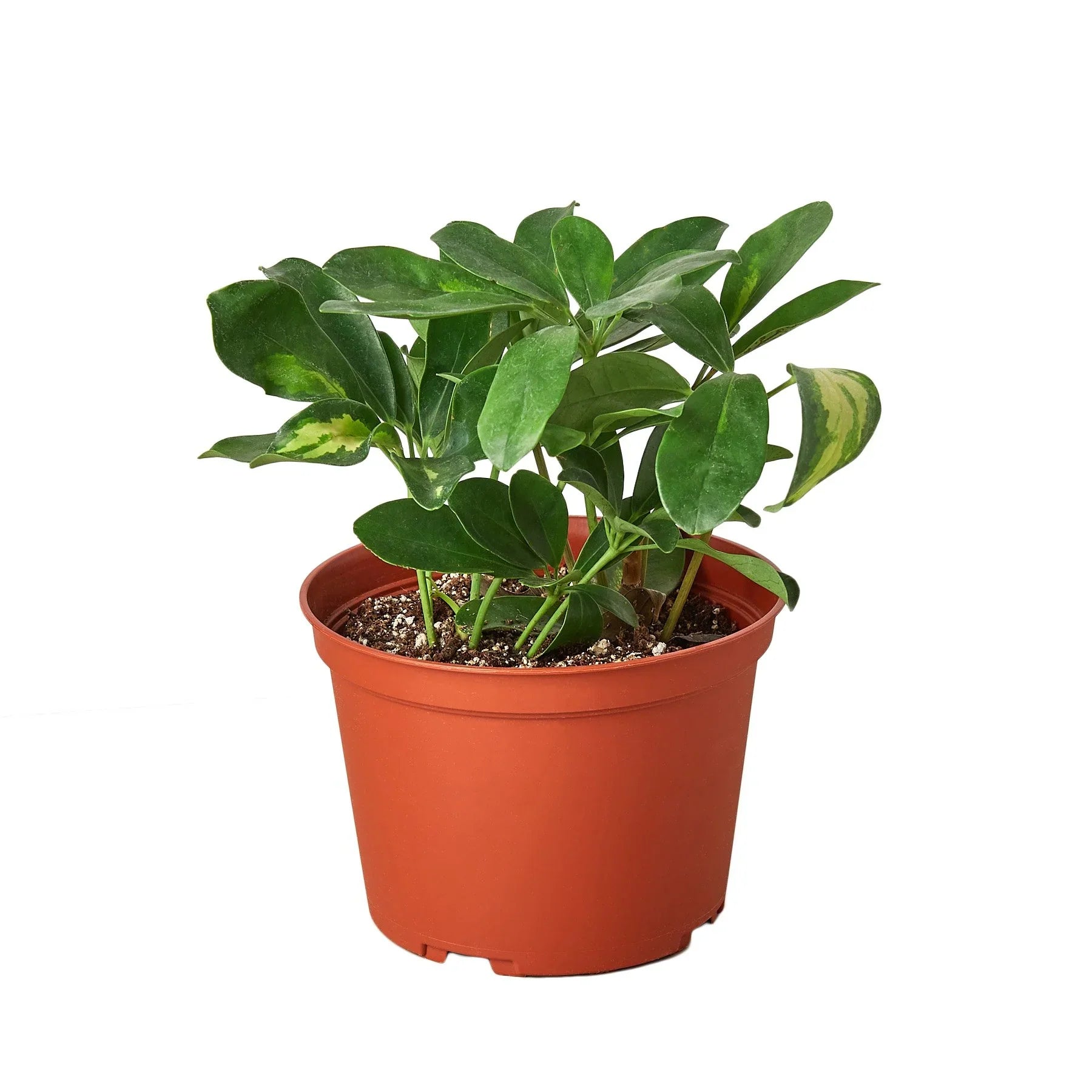 Variegated Umbrella Plant — Schefflera live plant