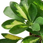 Variegated Umbrella Plant — Schefflera live plant