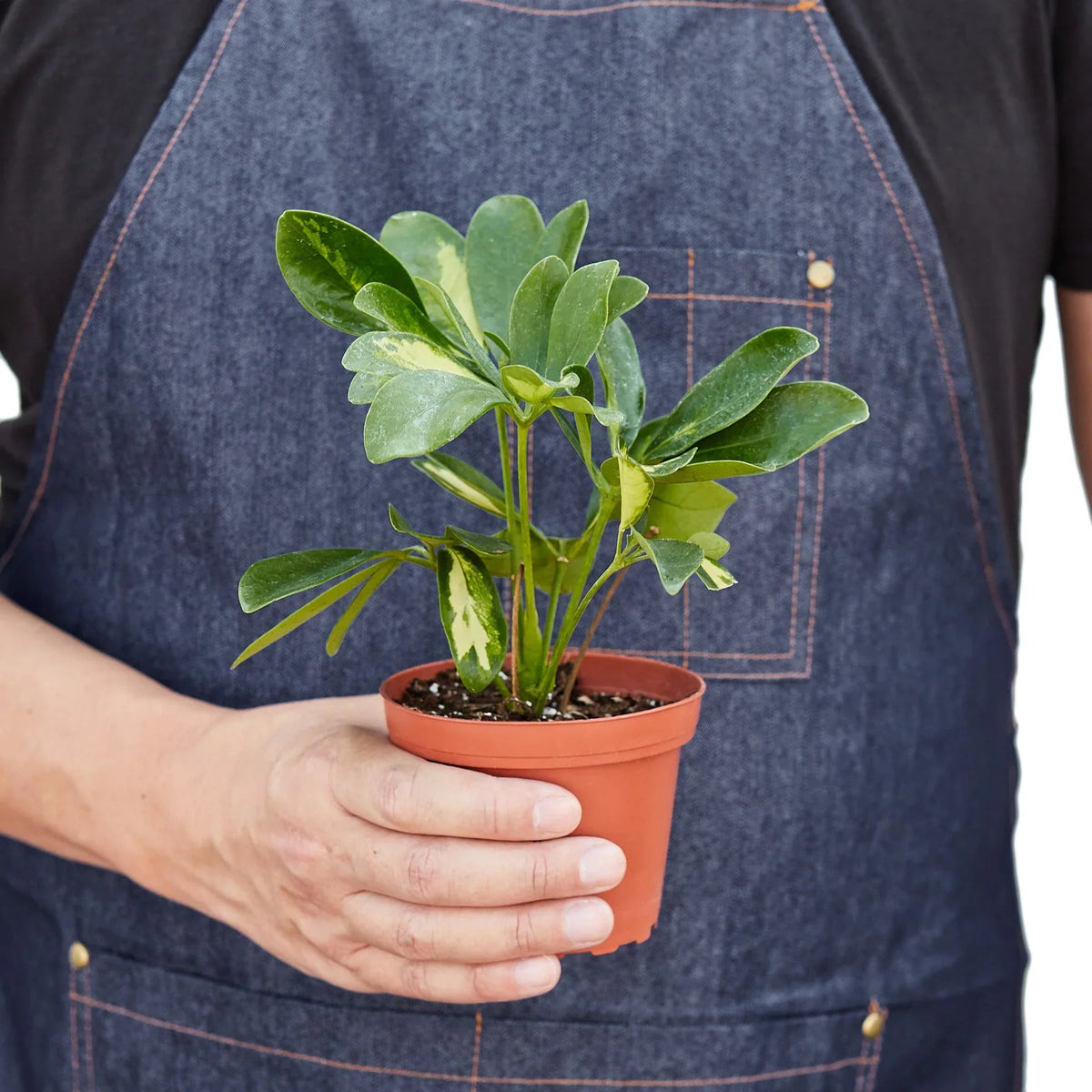 Variegated Umbrella Plant — Schefflera live plant
