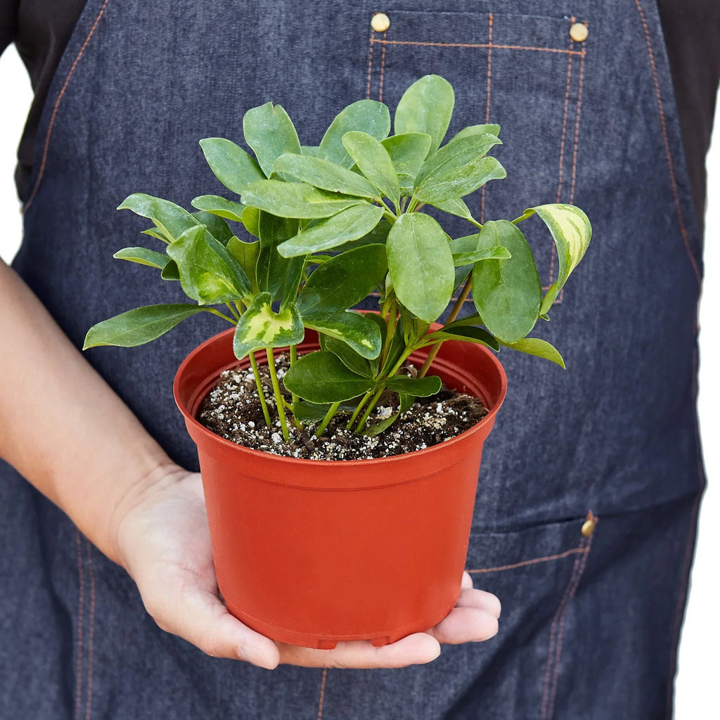 Variegated Umbrella Plant — Schefflera live plant