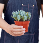 Blue Chalk Stick