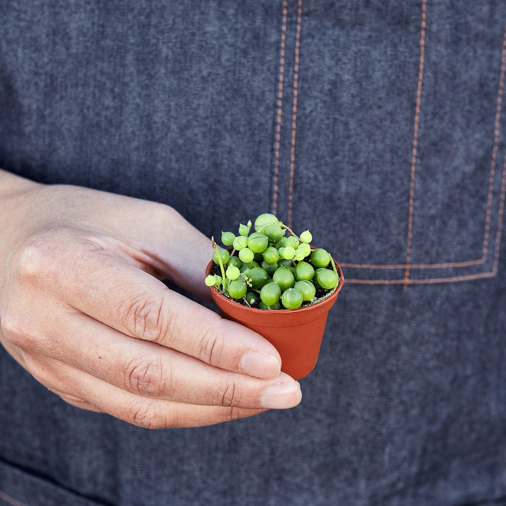String of Pearls — Trailing Succulent live plant