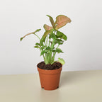 Strawberry Syngonium — Pink Arrowhead Plant live plant