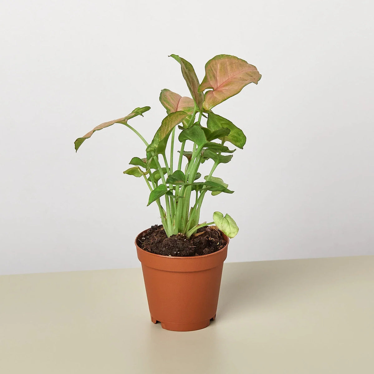 Strawberry Syngonium — Pink Arrowhead Plant live plant