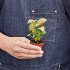 Strawberry Syngonium — Pink Arrowhead Plant live plant