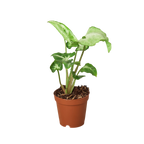White Butterfly Syngonium — Arrowhead Plant live plant