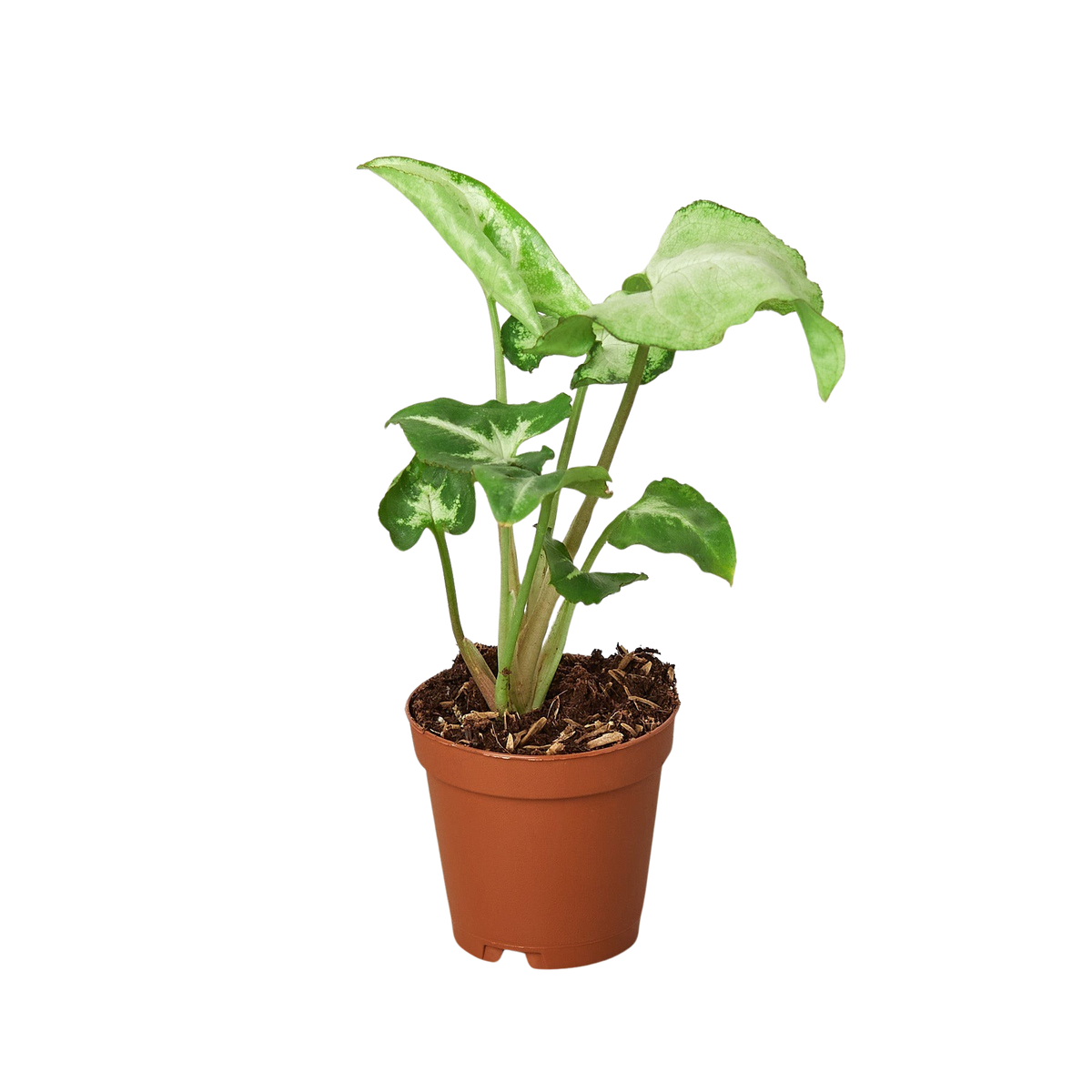 White Butterfly Syngonium — Arrowhead Plant live plant