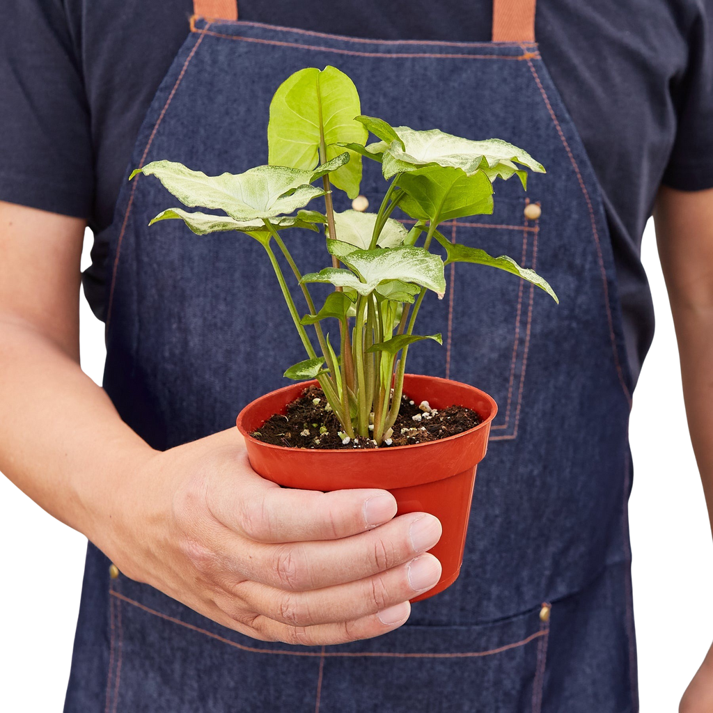 White Butterfly Syngonium — Arrowhead Plant live plant