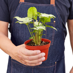 White Butterfly Syngonium — Arrowhead Plant live plant