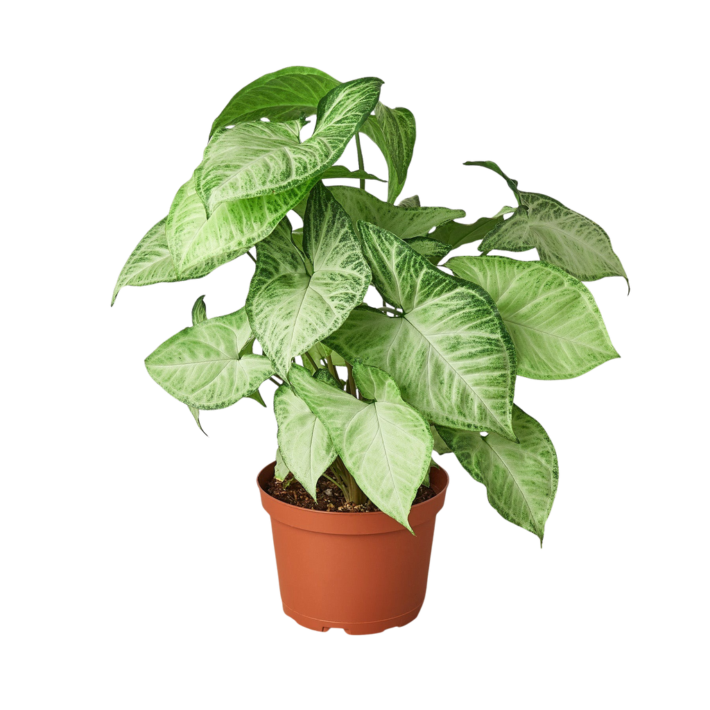 White Butterfly Syngonium — Arrowhead Plant live plant