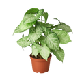 White Butterfly Syngonium — Arrowhead Plant