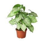 White Butterfly Syngonium — Arrowhead Plant live plant