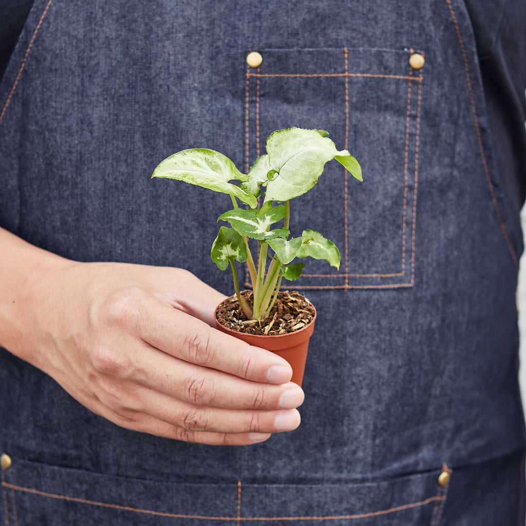 White Butterfly Syngonium — Arrowhead Plant live plant