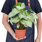 White Butterfly Syngonium — Arrowhead Plant live plant