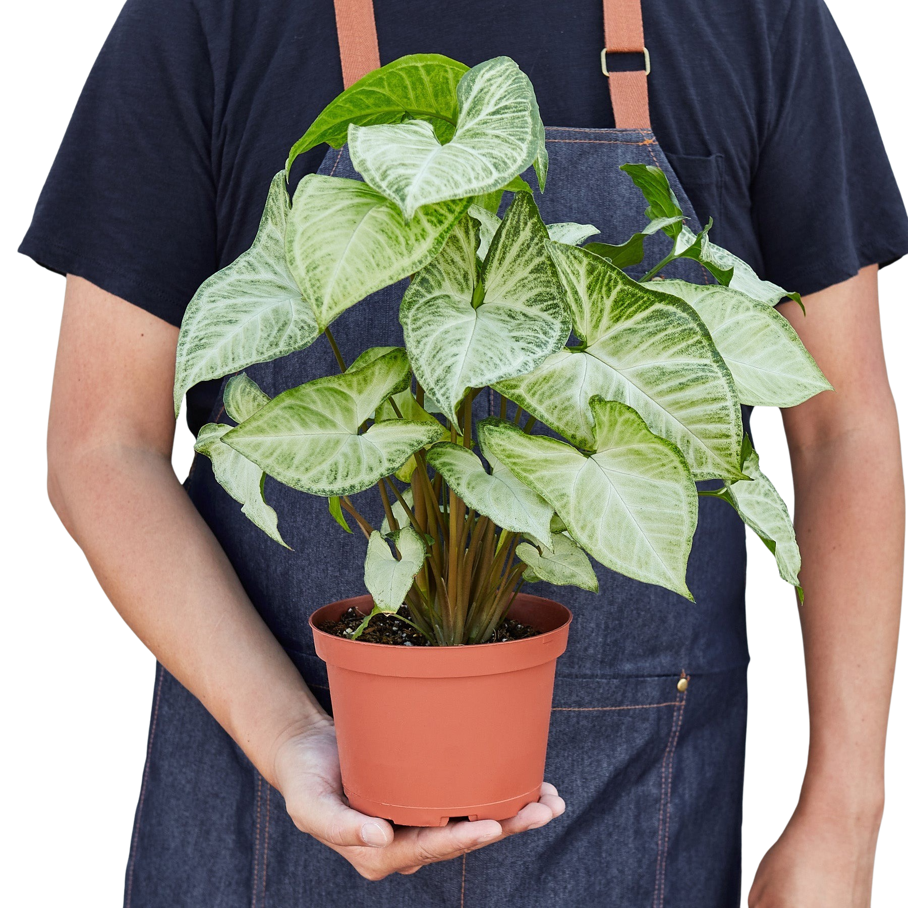 White Butterfly Syngonium — Arrowhead Plant live plant