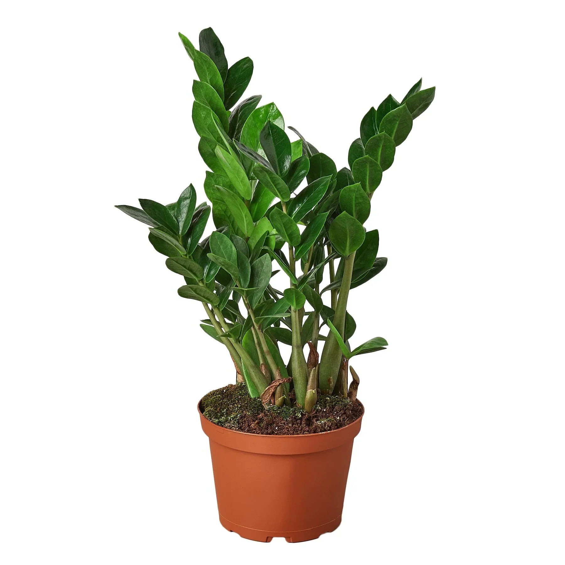 ZZ Plant — Low-Light, Easy-Care Houseplant live plant