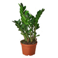 Zamioculcas Zamiifolia ZZ — 6-Inch Pot -