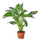 Chinese Evergreen 'Silver Bay'