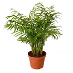 Parlor Palm — Easy-Care Indoor Palm live plant