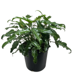 Philodendron Xanadu