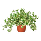 N'Joy Pothos — Variegated Houseplant live plant