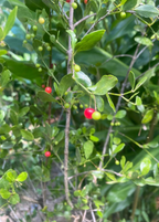Maiden Berry (Crossopetalum rhacoma)