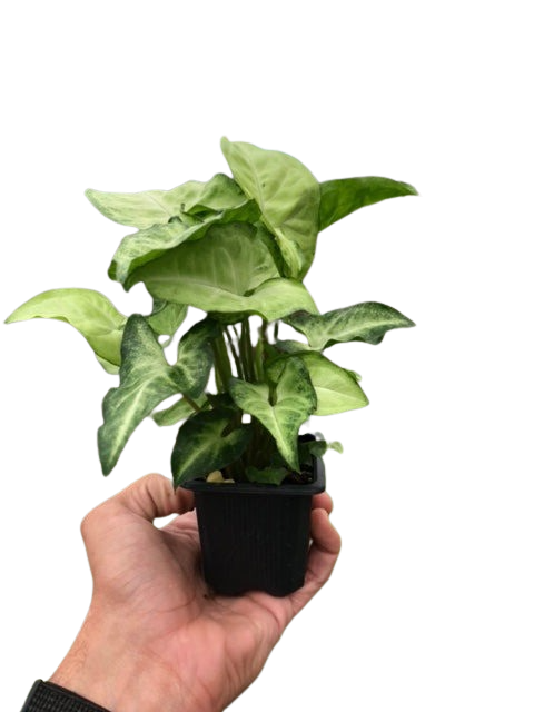 White Butterfly Syngonium — Arrowhead Plant live plant
